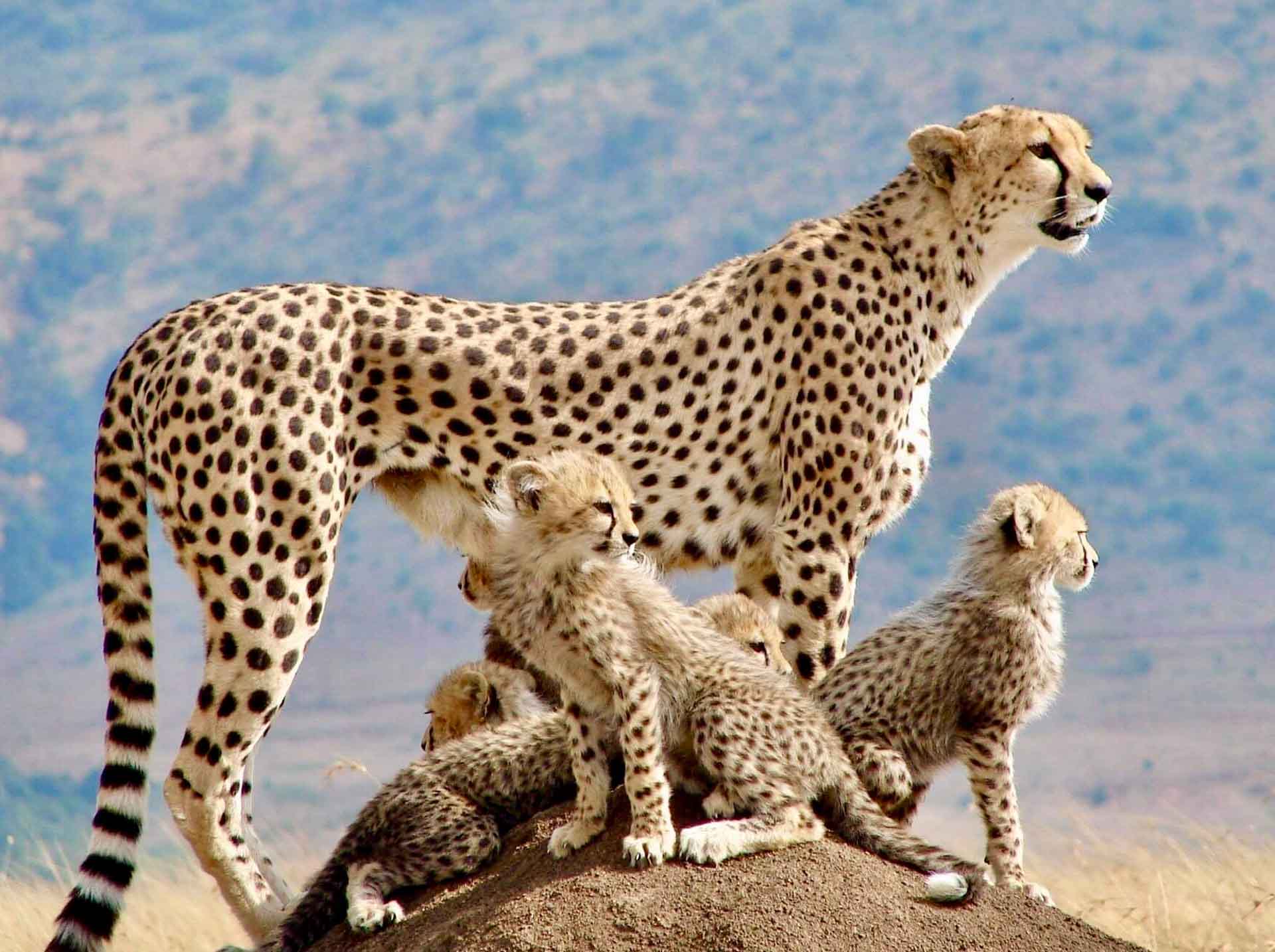 Tanzania Great Migration safari