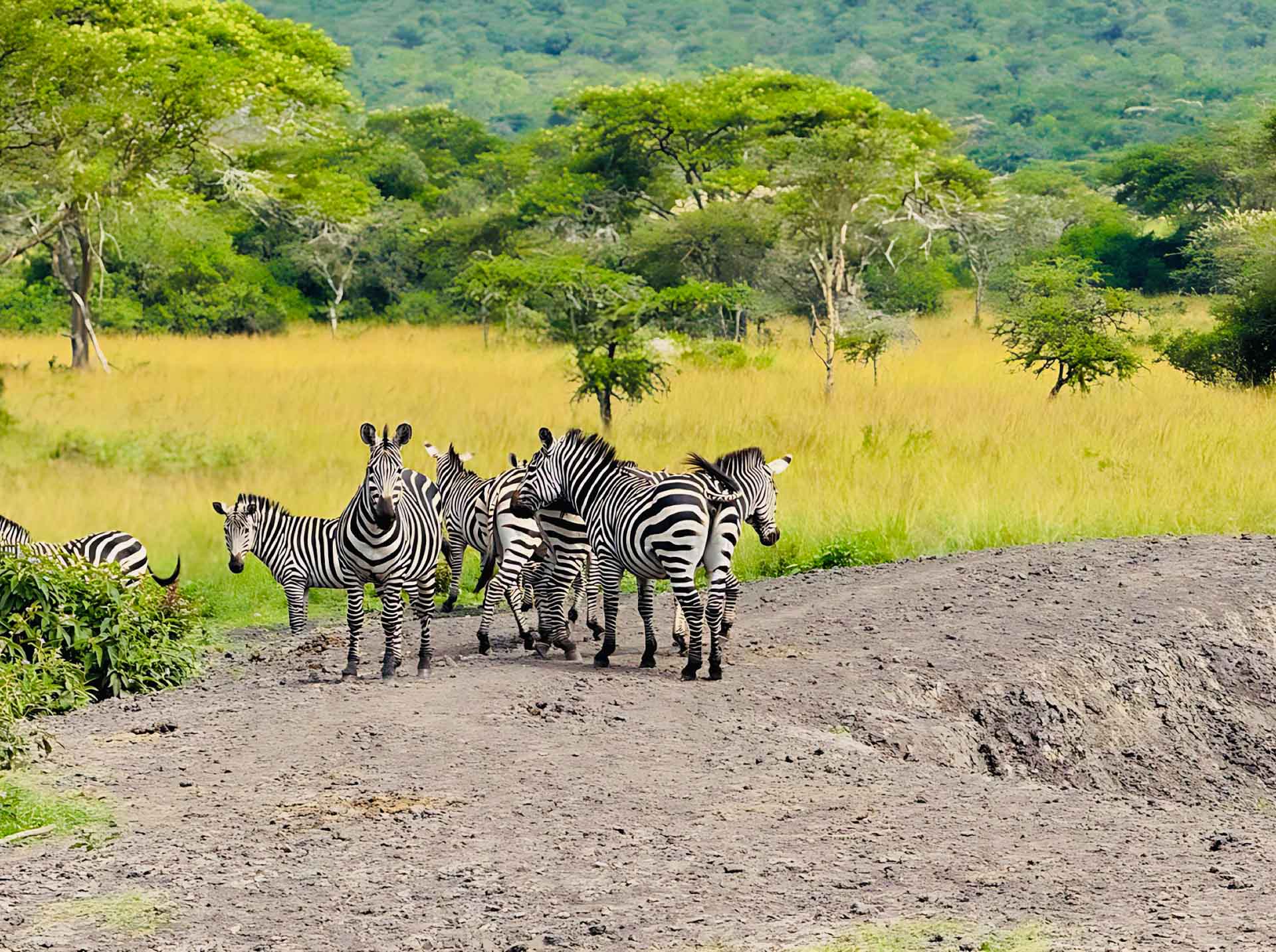 Tanzania Great Migration safari
