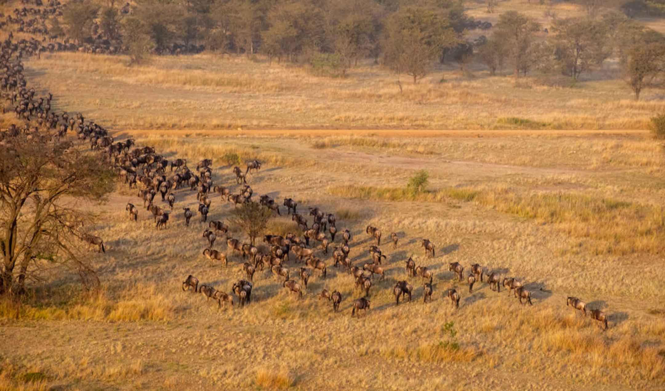Tanzania Great Migration safari