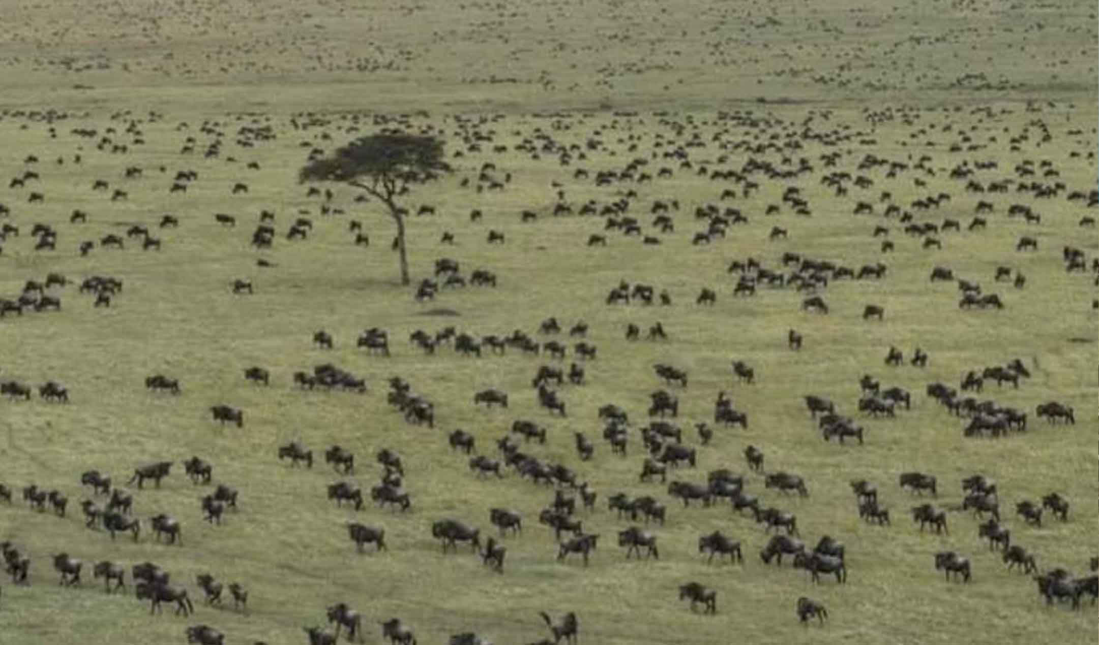Tanzania