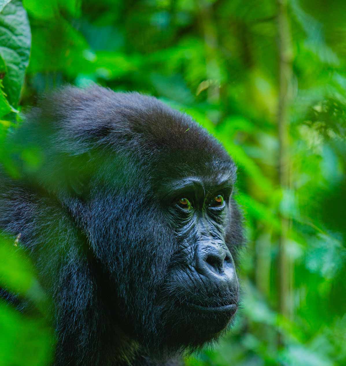 Gorilla trekking in Bwindi