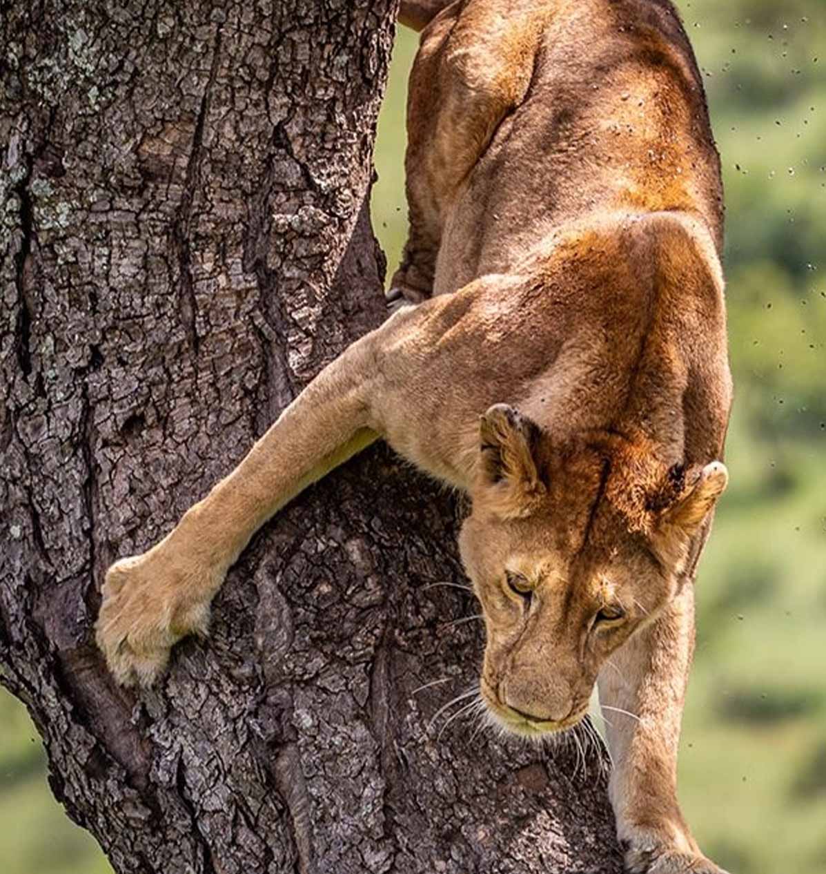 Tree-climbing lions, Ishasha
