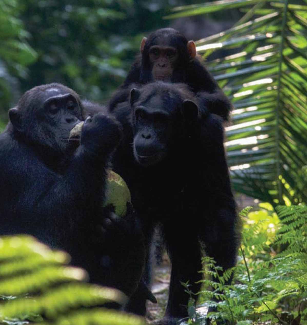 Kibale Forest and crater lakes