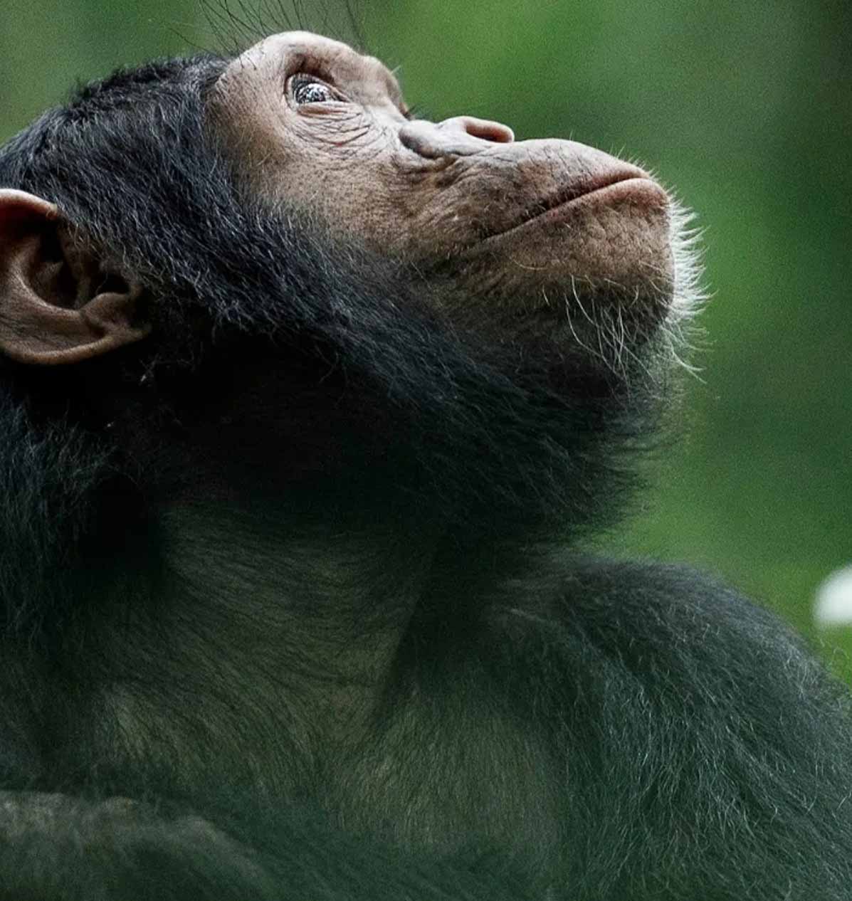 Chimpanzee tracking in Kibale