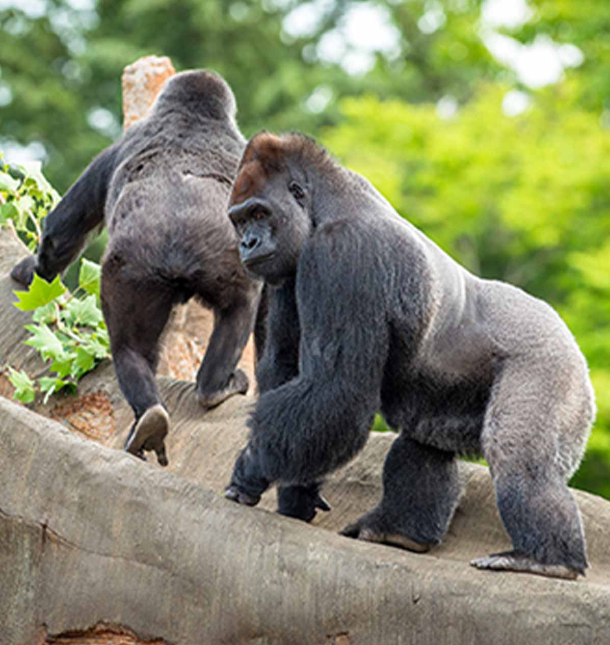 Day 9 &mdash; Gorilla Trekking + Batwa Cultural Experience