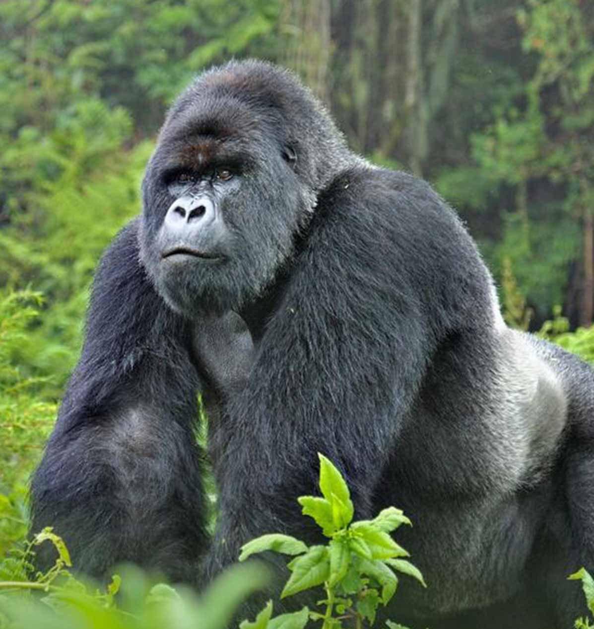 Rwanda Gorillas & Serengeti safari
