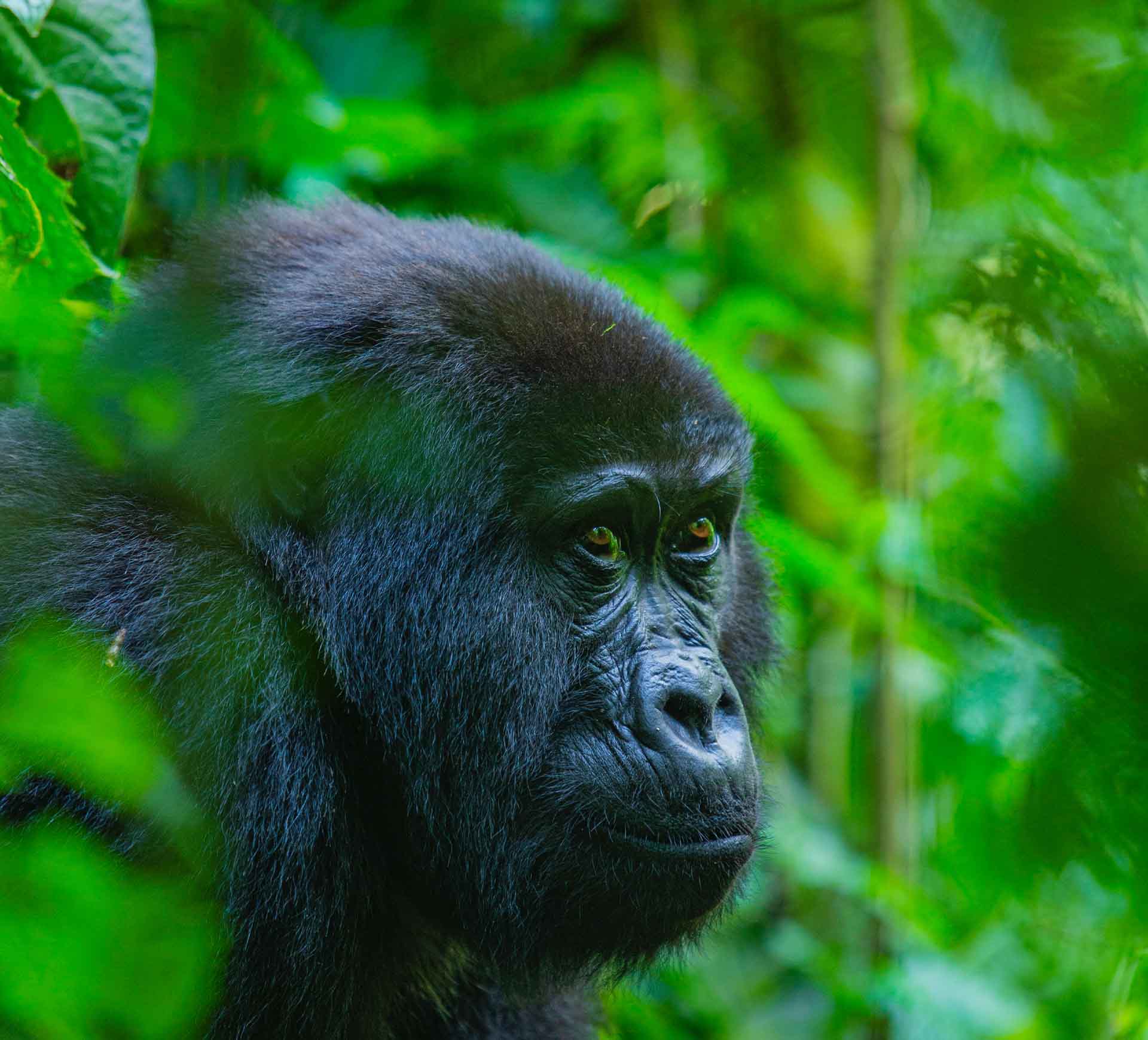 Mountain gorilla, Bwindi