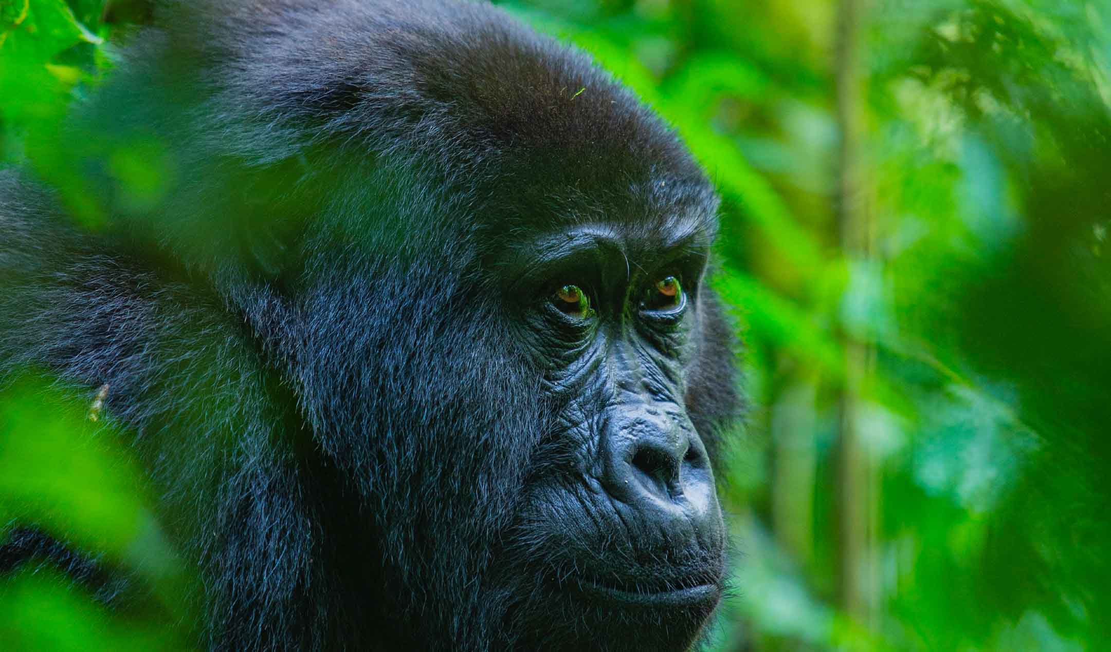3 Days Gorilla Tracking